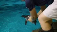 Baby Penguin Takes First Swim at Shedd Aquarium