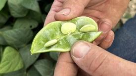 Butter Beans and Peas: asset-mezzanine-16x9