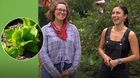 Video thumbnail: Central Texas Gardener Planting Fall Vegetables: Este Garden