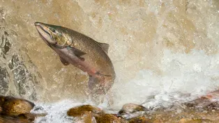 Salmon Reckoning