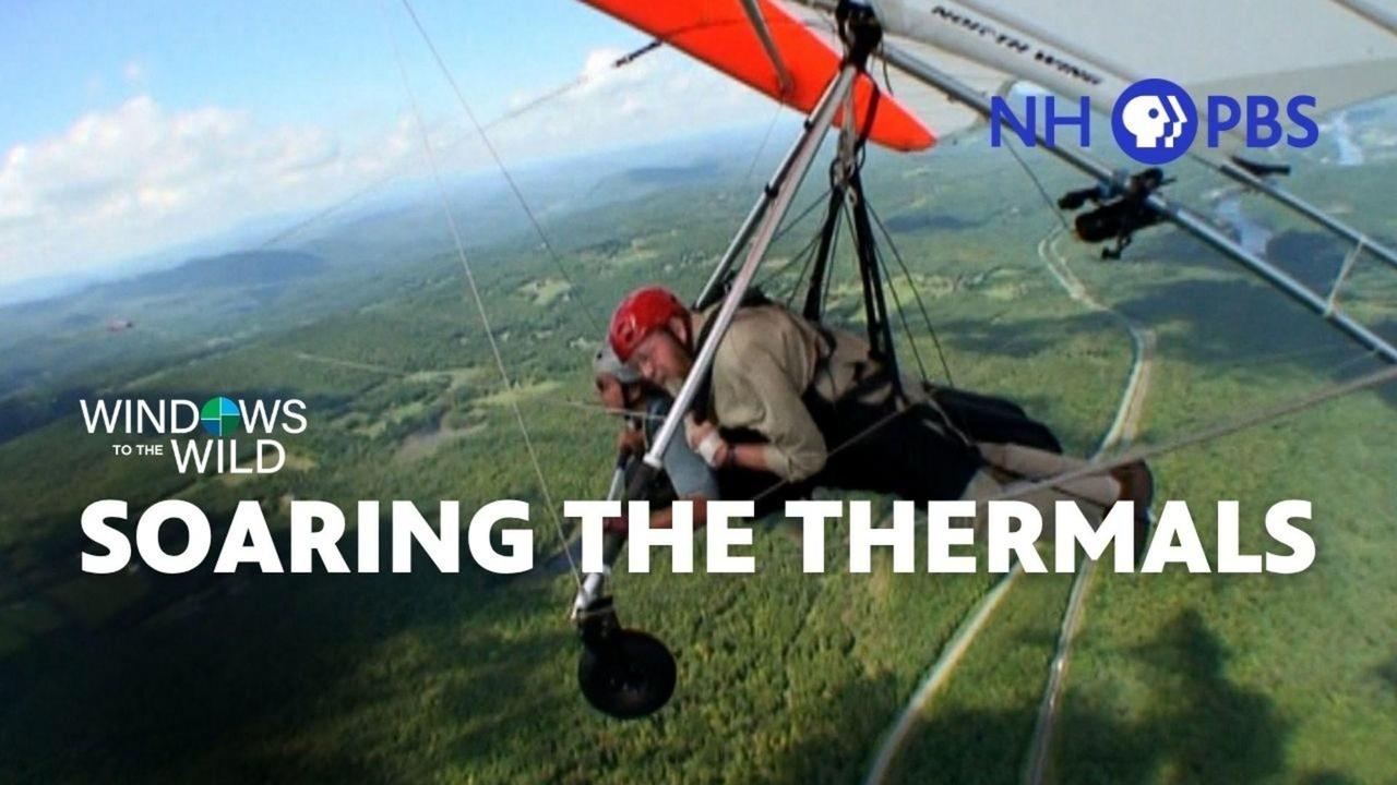 Windows to the Wild | Soaring the Thermals