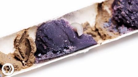 Video thumbnail: Deep Look Watch This Bee Build Her Bee-jeweled Nest