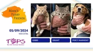 05/09/2024 | Gibbs, Grant, and Percy Marmont | Mark's Furry Friends | Extra