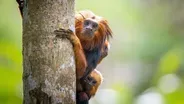 Lion Tamarin Family vs. Harpy Eagle