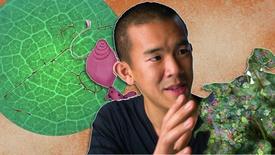 Can a Fungus Save Plants from Global Warming?: asset-mezzanine-16x9