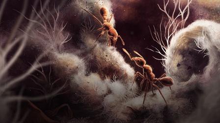 Video thumbnail: Eons When Ants Domesticated Fungi