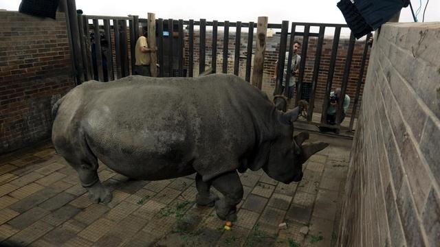 Creature Clip: Northern White Rhino