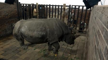 Video thumbnail: Rare Creature Clip: Northern White Rhino