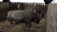 Creature Clip: Northern White Rhino