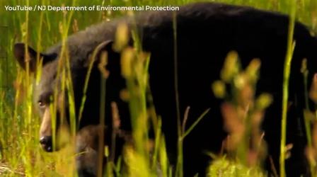 Video thumbnail: NJ Spotlight News Bear hunt is back on in NJ after court ruling