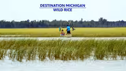 Wild Rice