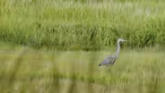 The Gray Heron by Galway Kinnell