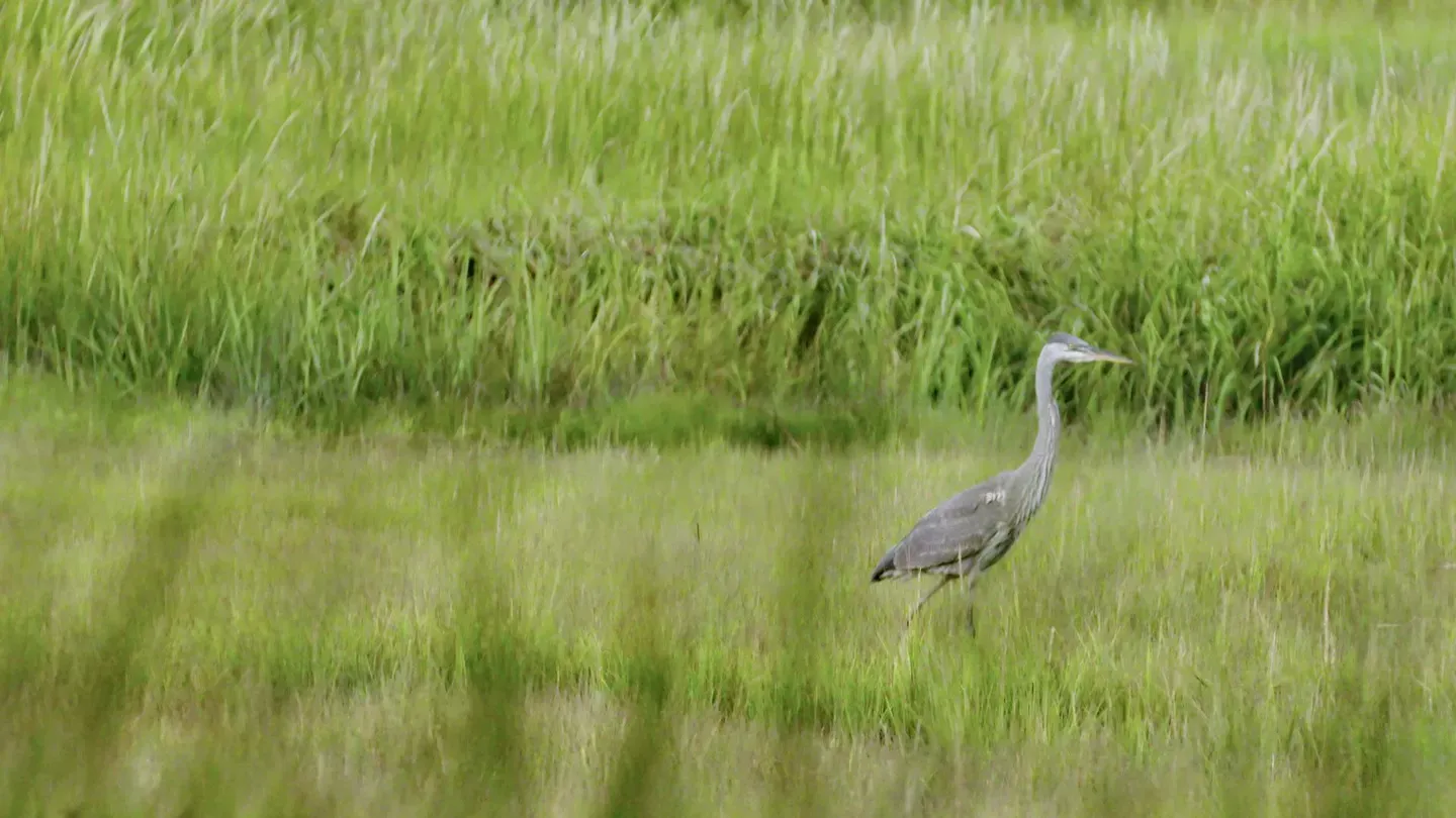 The Gray Heron by Galway Kinnell