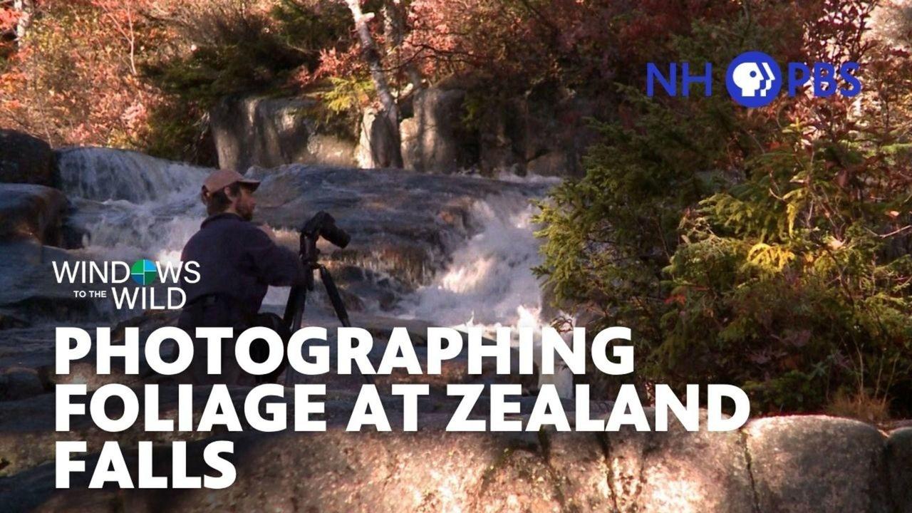 Windows to the Wild | Photographing Foliage at Zealand Falls
