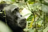 Wild chimpanzees reveal the medicinal properties of plants