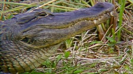 Video thumbnail: NatureScene Everglades National Park (1985)