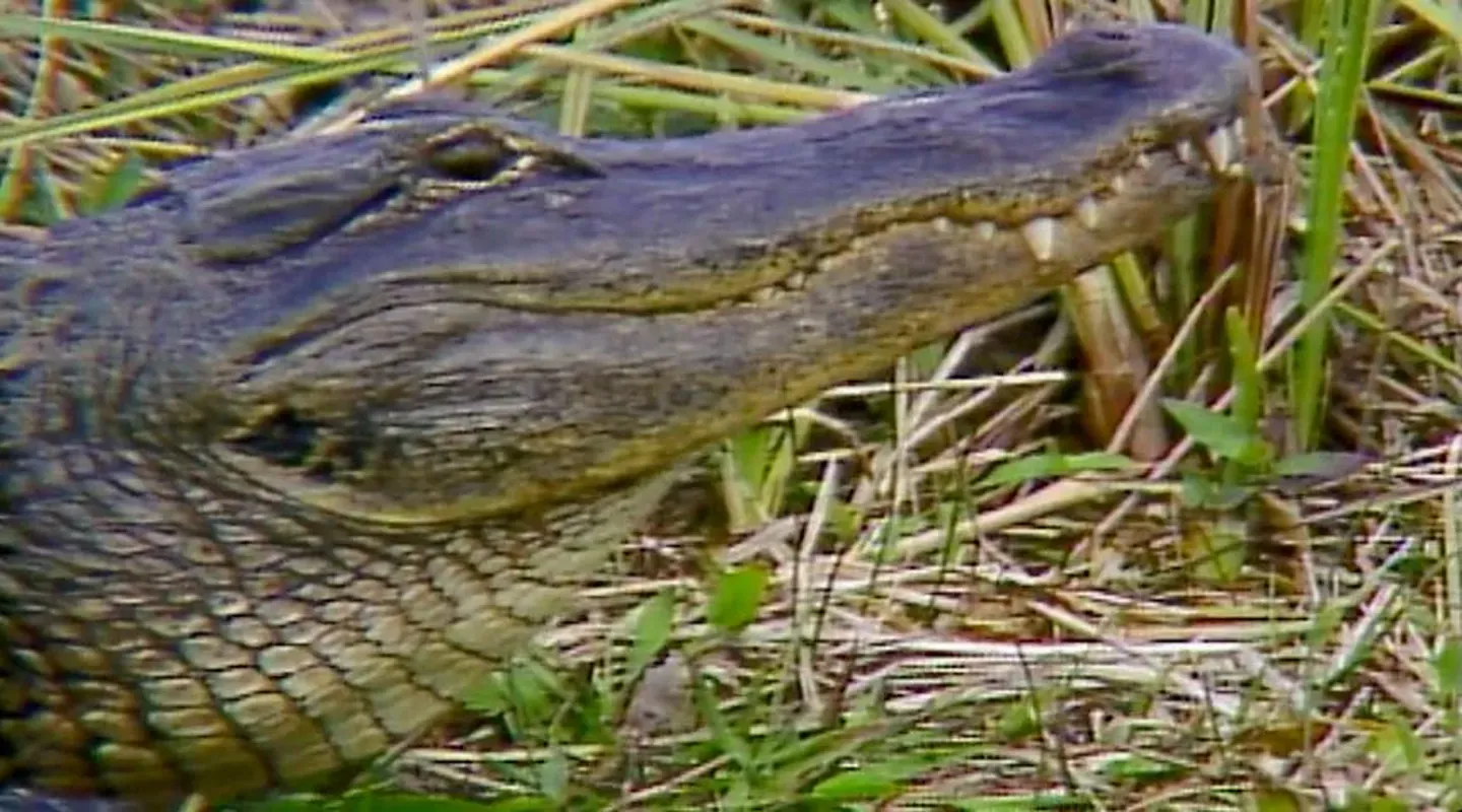 Everglades National Park (1985)