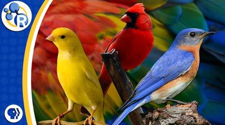 Video thumbnail: Reactions Why Are Birds Different Colors?