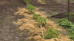 Video thumbnail: Backyard Farmer Backyard Farmer: Preventing Tomatoe Disease & Oak Tree Rot