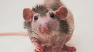 Balding Mice Study Points Way to Hair Loss Treatments