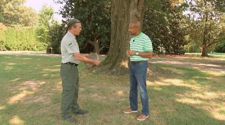 Video thumbnail: The Family Plot Tree Physiology & Problem Weeds