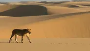 Filming Lions in the Namib Desert