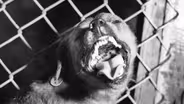 What Is Rabies?