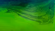 Checking Out Algae from the Library?