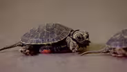 Gresham Turtles