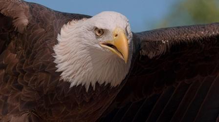 Video thumbnail: The Weight of a Feather The Weight of a Feather promo