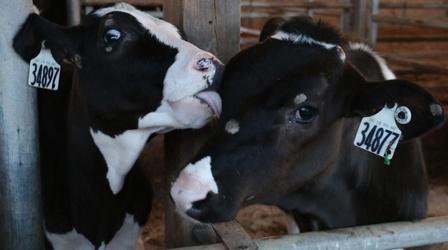 Video thumbnail: Maryland Farm & Harvest Episode 502