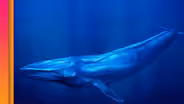 Why Don't Big Animals Get More Cancer?