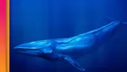 Why Don't Big Animals Get More Cancer?