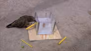 These Birds Are Smarter Than You Think