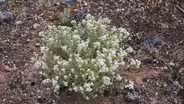 Endangered Species: Endangered Plants