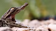 Mass Crocodile Hatching