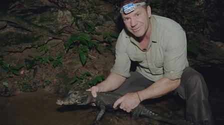 Video thumbnail: Expedition Crocs by Night