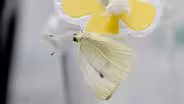 Butterfly Adaptation