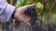 Yadkin Valley Wines