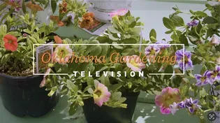 Plant Showcase on the Best of Oklahoma Gardening January 18, 2025