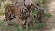 Three Sumatran Tiger Cubs