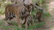 Three Sumatran Tiger Cubs