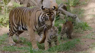 Three Sumatran Tiger Cubs