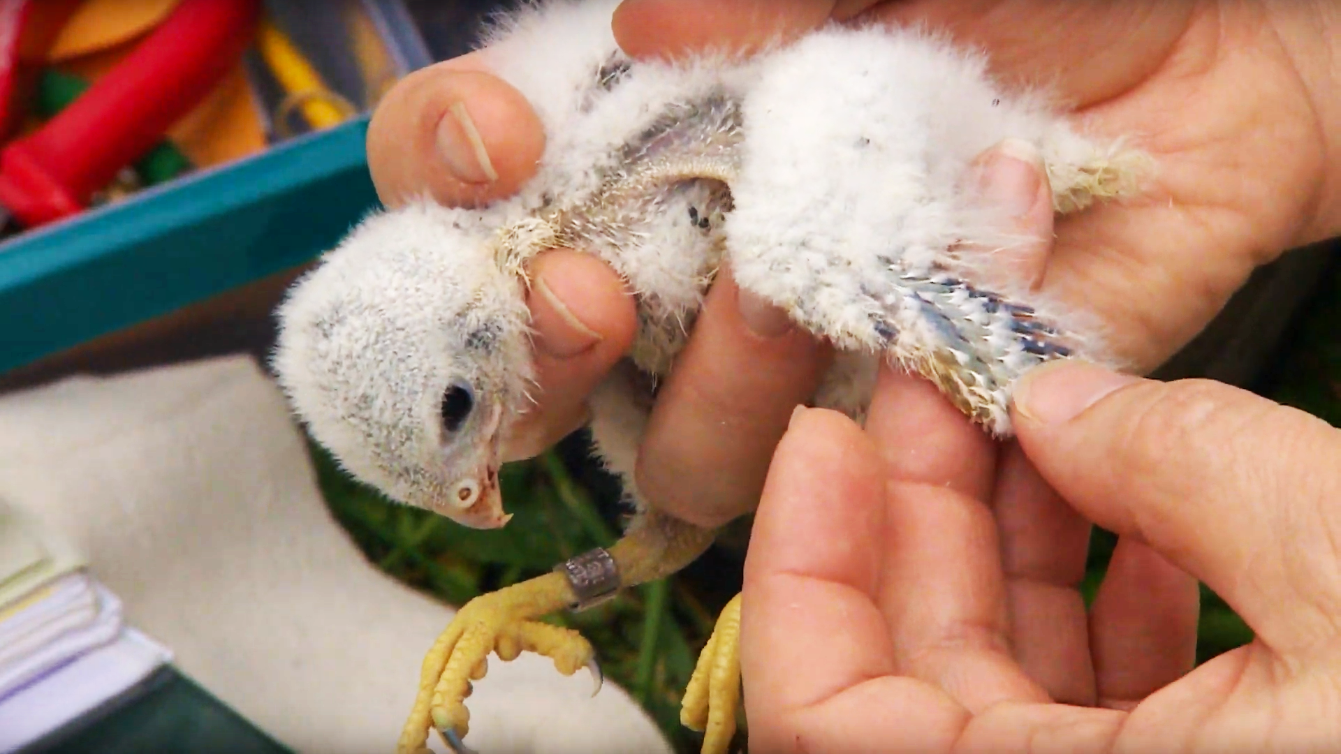 Outdoor Wisconsin #3508 - Banding Kestrels/WI Winemaking