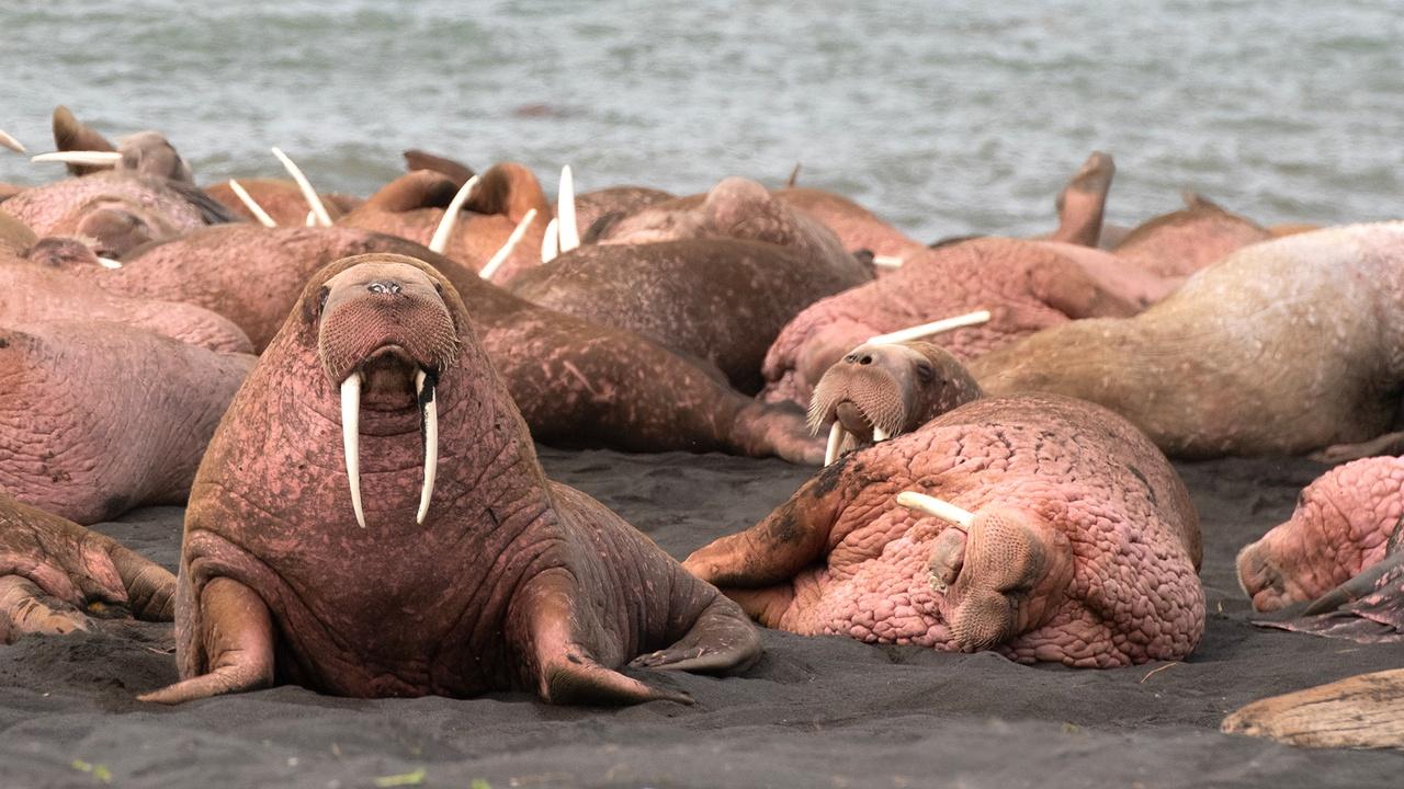 Nature | Preview of Walrus: Life on Thin Ice