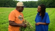 Peanut Farming