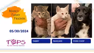 05/30/2024 | Tabby, Pancake, Pork Chop | Mark's Furry Friends