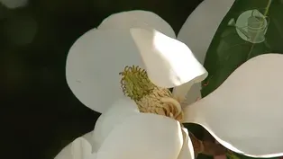Magnolia Trees
