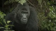 The Dangers of Saving Gorillas