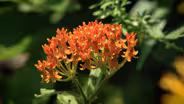 Pollinator Landscape